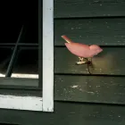 Kinkiet zewnętrzny z emaliowanej toskańskiej majoliki Made in Italy - Uccellino Viadurini