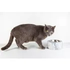 Miska dla psów i kotów w białym marmurze z Carrary Made in Italy - Ciotta Viadurini