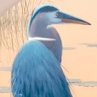 Kompozycja drewnianych obrazów z nadrukiem ptaków Made in Italy - Belize Viadurini