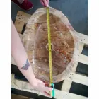 Drewniana umywalka Fossil Counter Goa jednoelementowy Viadurini