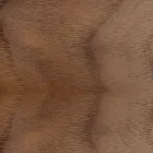 Wyściełane krzesło z podstawą z drewna dębowego Made in Italy - Sebastian Viadurini